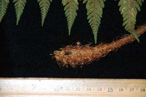 Ctenitis squamigera
