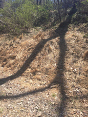 Microstegium vimineum