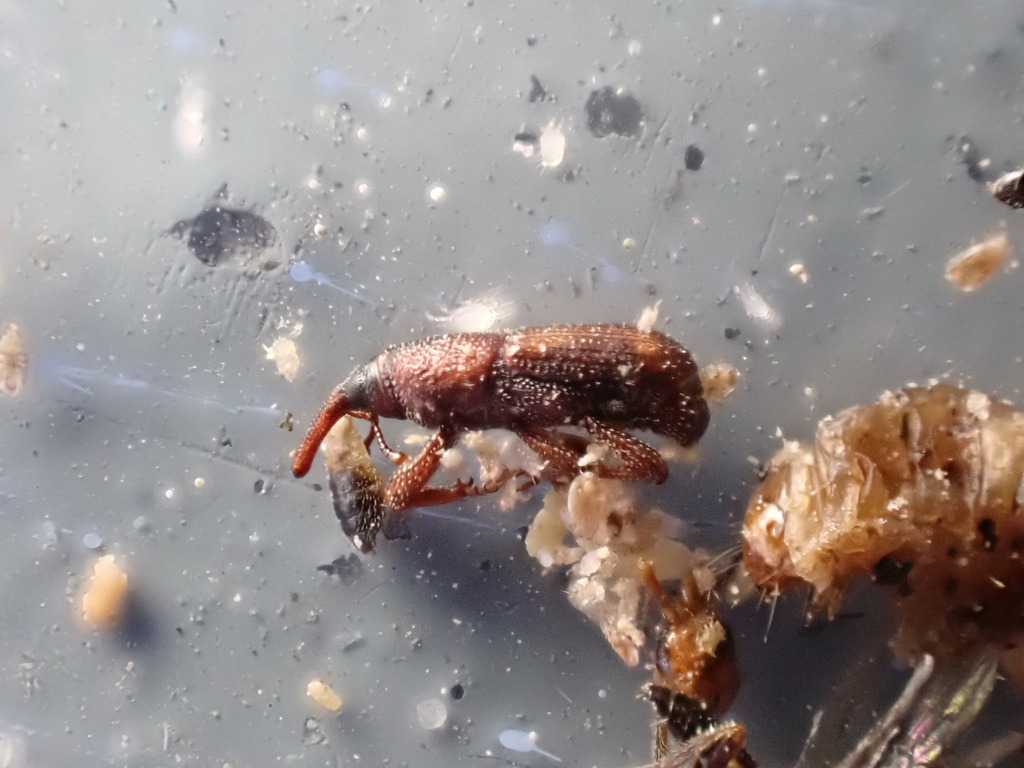 Grain Weevils from Franklin County, MO, USA on November 18, 2023 at 12