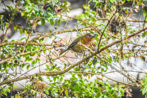 Rufous-naped Bellbird (Aleadryas rufinucha), photo 7