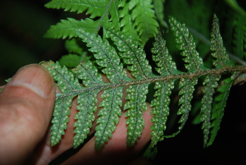 Ctenitis squamigera