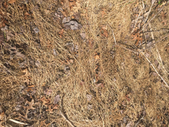 Microstegium vimineum