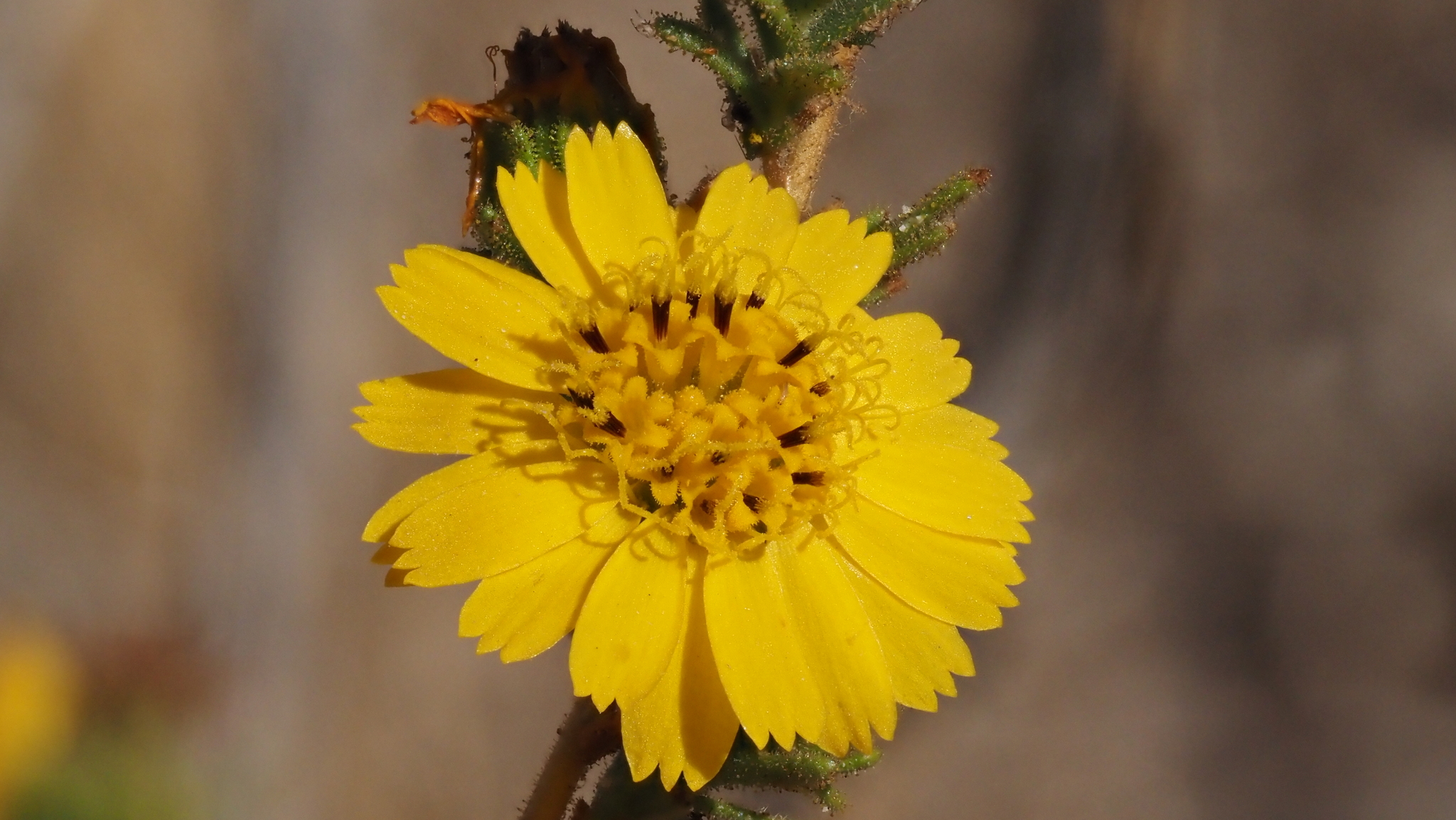 Deinandra floribunda