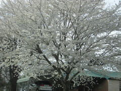 Prunus × yedoensis