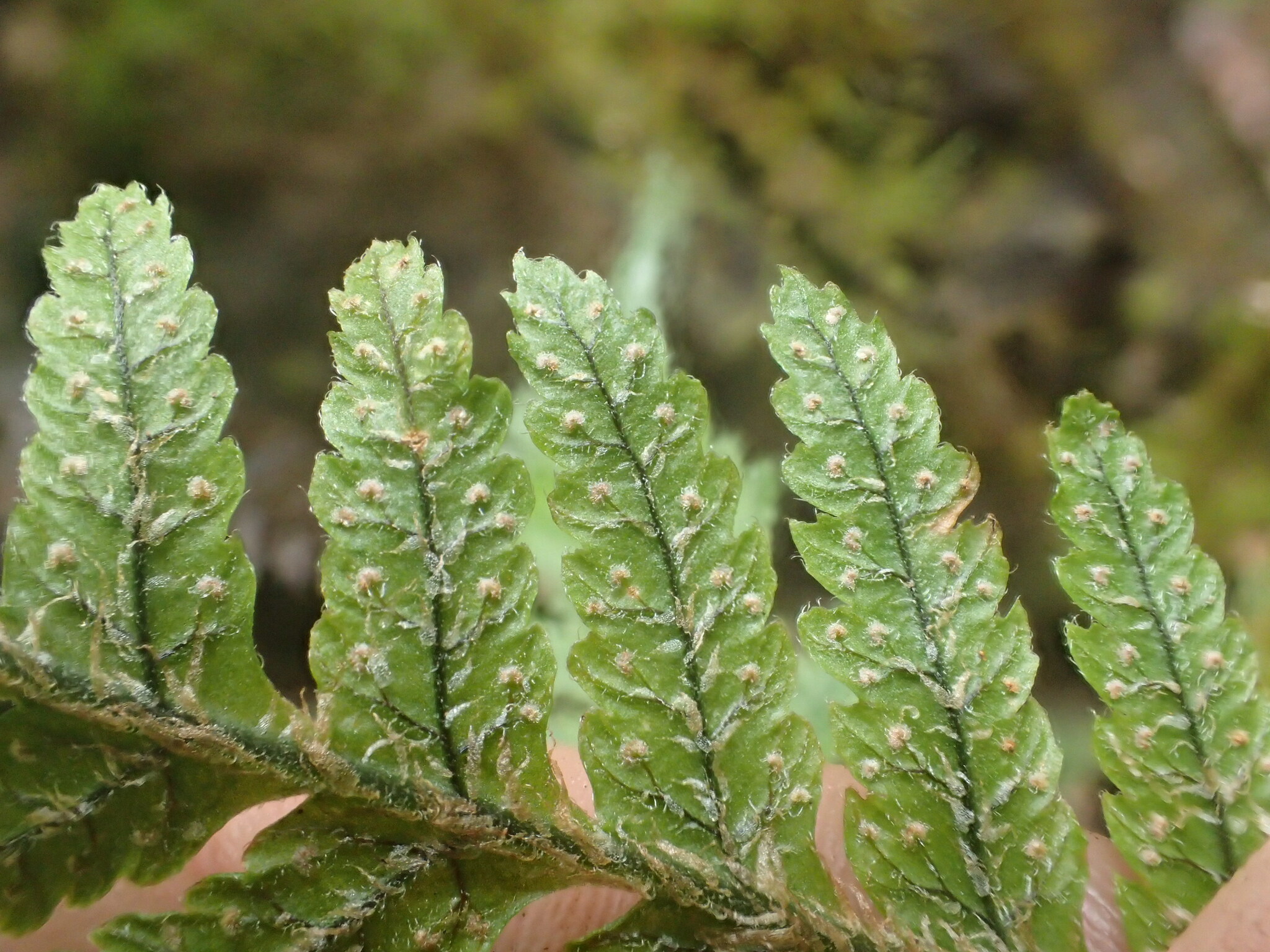 Ctenitis squamigera
