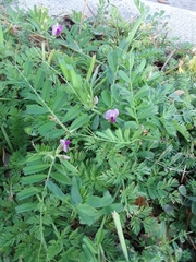 Vicia sativa