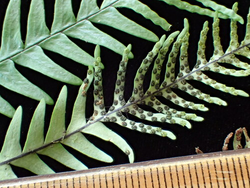 Ctenopterella lepida observed 2016-06-18