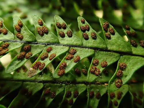 Ctenopterella blechnoides observed 2022-06-26