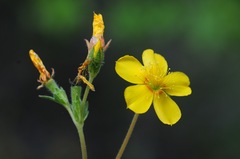 Mentzelia gracilenta