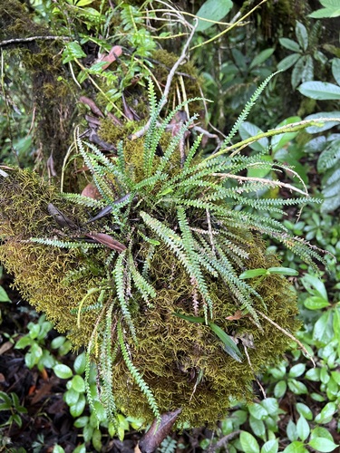 Ctenopterella blechnoides observed 2022-07-05