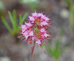 Chorizanthe douglasii