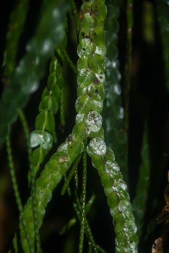 Phlegmariurus nummulariifolius observed 2023-11-20