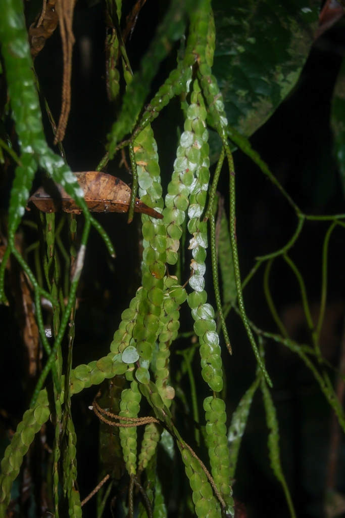 Phlegmariurus nummulariifolius