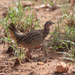 Crested Francolin - Photo (c) Clive Reid, some rights reserved (CC BY-NC-ND)