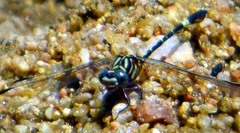 Progomphus clendoni