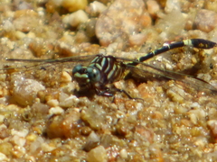 Progomphus clendoni