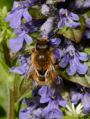 Apis mellifera