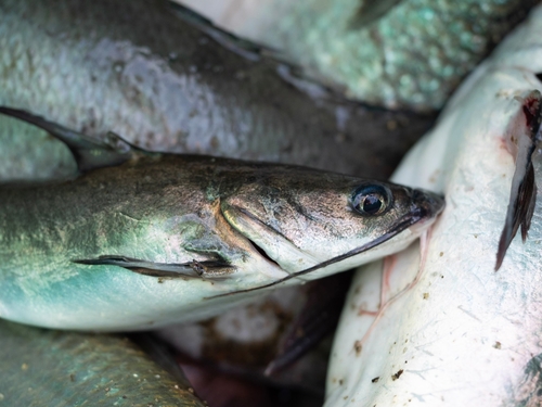 Blue sea catfish (Ariopsis guatemalensis) — Ariidae — 5