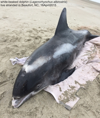 White-beaked Dolphin photographed in North Carolina