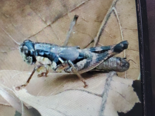 Melanoplus tribulus photo 6