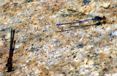 Argia oenea