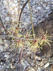 Hamamelis mollis