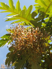 Bocconia arborea