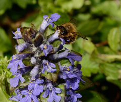 Apis mellifera