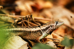 Stenocercus iridescens