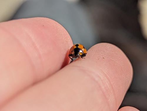 Small Transverse Ladybird Beetle photo 4