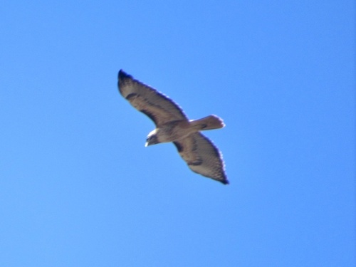 iNaturalist observation photo of Red-tailed Hawk