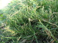 Distichlis spicata spicata