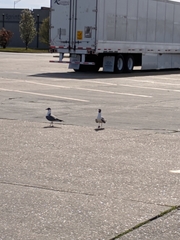 Leucophaeus atricilla