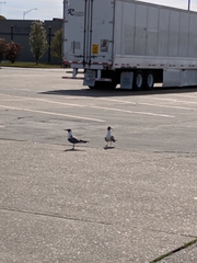 Leucophaeus atricilla