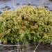 Cladonia strepsilis - Photo (c) Hans,  זכויות יוצרים חלקיות (CC BY-NC), הועלה על ידי Hans