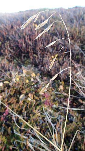 Image of Festuca altaica by no rights reserved