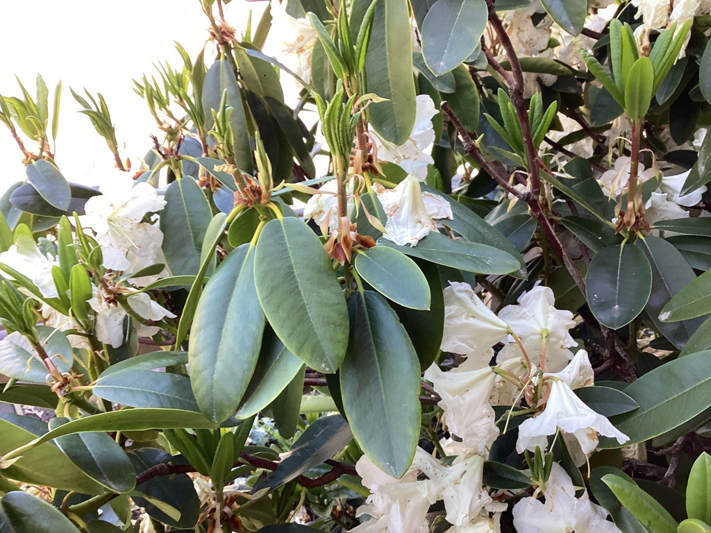 rhododendrons and azaleas from Hurunui College, Hawarden, Canterbury