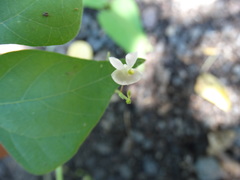 Phaseolus microcarpus