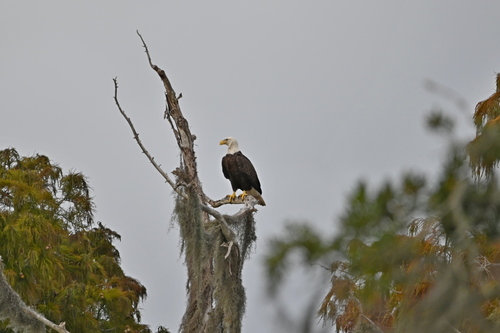 Bald Eagle photographed in Louisiana