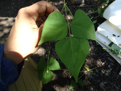 Phaseolus microcarpus