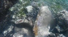 Apogon maculatus