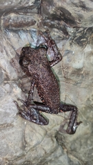 Red-Spotted Lazy Toad photo 3