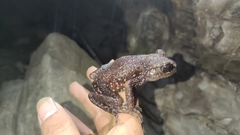 Red-Spotted Lazy Toad photo 2