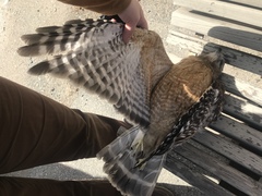 Buteo lineatus
