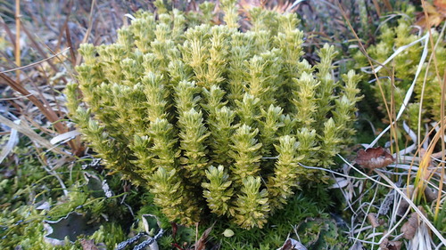 Image of Huperzia continentalis by no rights reserved