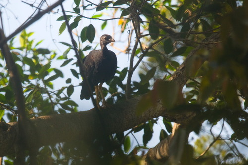 Talegalla fuscirostris, 2023-11-19