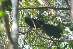 Ivory-Billed Coucal photo 3