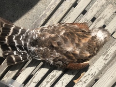 Buteo lineatus
