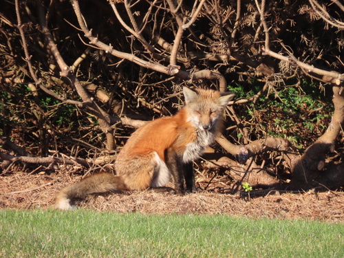 Red Fox photographed in New Hampshire