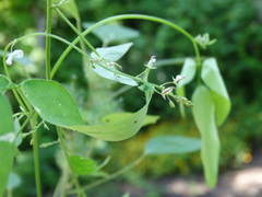 Desmodium procumbens